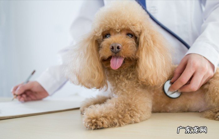 带你了解泰迪犬的常见问题 泰迪狗性格怎么样