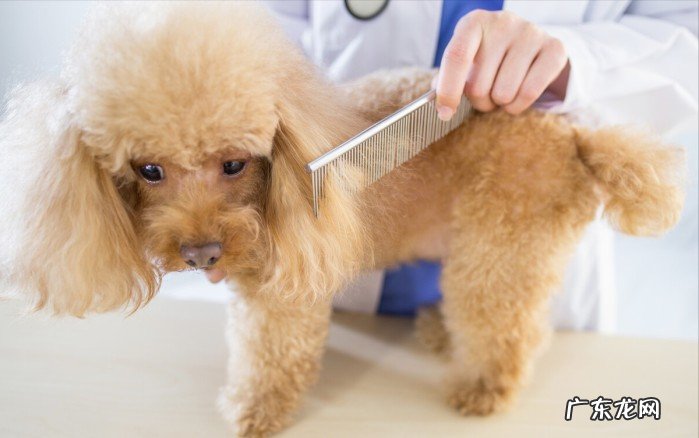 带你了解泰迪犬的常见问题 泰迪狗性格怎么样