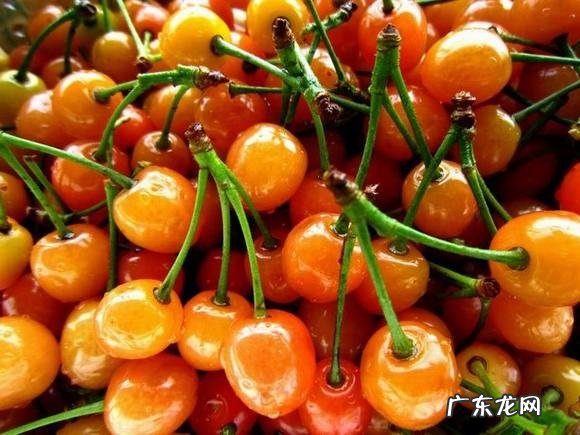 带你了解甘肃的水果要多甜有多甜 甘肃水果特产有哪些