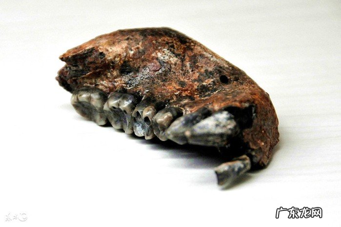 中国人的祖先究竟起源于哪里?我是谁我从何而来?