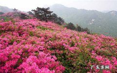 杜鹃花什么季节开花一年开几次