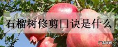 石榴树修剪囗诀是什么石榴树要怎么修剪