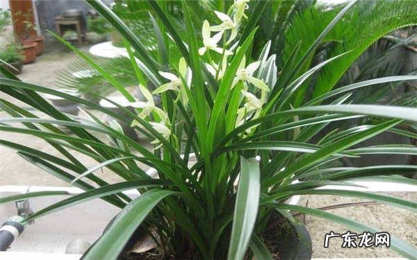 兰花不开花怎么办什么原因导致的