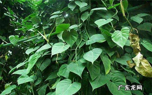 心叶藤怎么扦插方法是什么