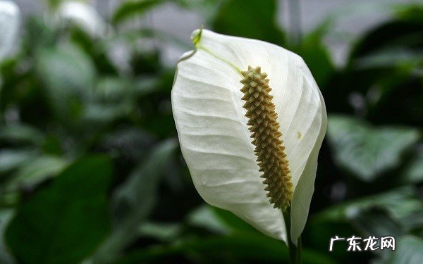 一帆风顺叶子下垂发软怎么办是什么原因导致的