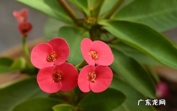 刺梅的养殖方法和注意事项有哪些