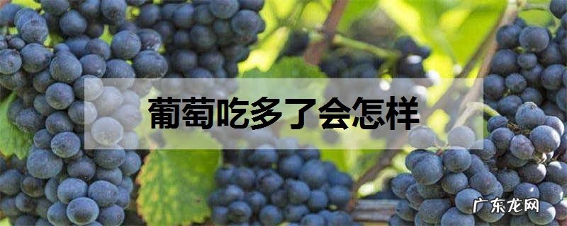 葡萄吃多了会怎样一天吃多少为宜