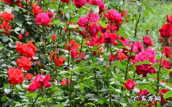 月季花的养殖方法有什么技巧