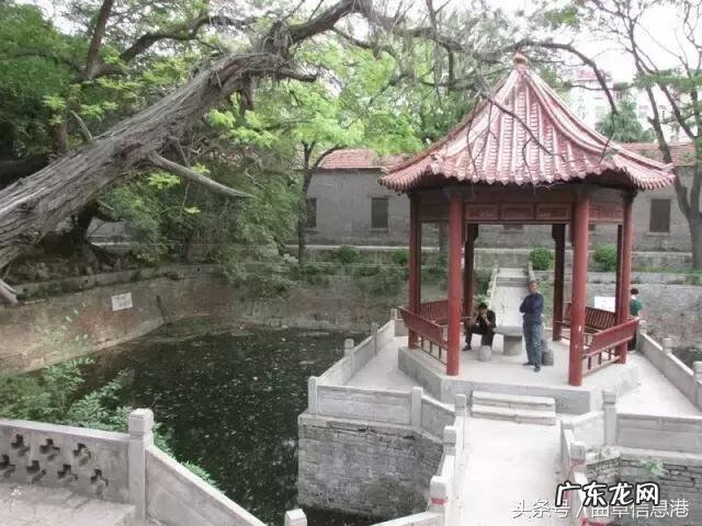 流苏树品种 流苏树的风水