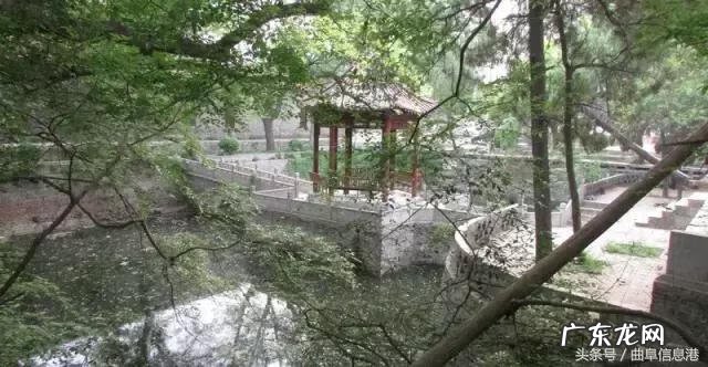 流苏树品种 流苏树的风水