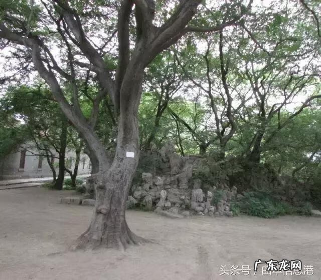 流苏树品种 流苏树的风水