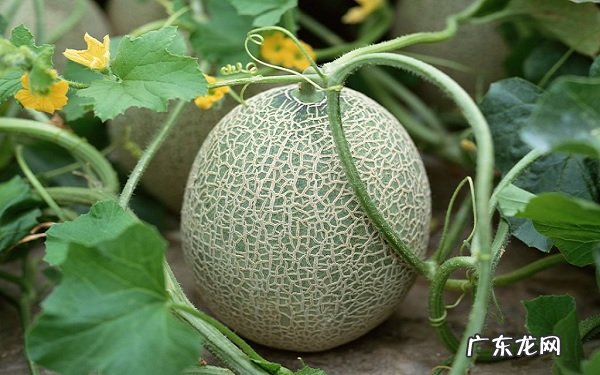 哈密瓜是热性还是凉性哪些人不能吃