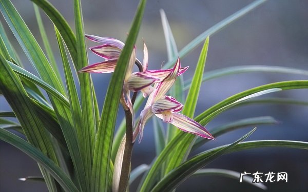 兰花的养殖方法和注意事项有哪些