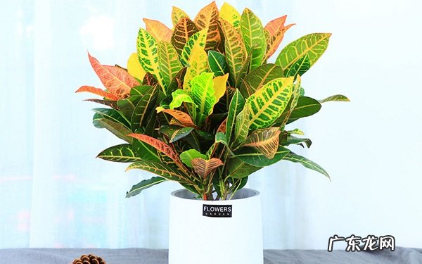 变叶木的养殖方法和注意事项有哪些