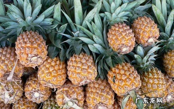凤梨和菠萝的区别两者有什么不同