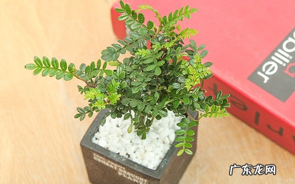 清香木叶子一碰就掉是怎么回事