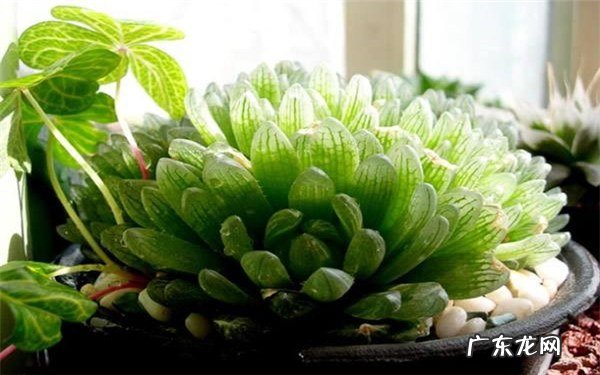 多肉植物叶片一碰就掉怎么回事如何解决