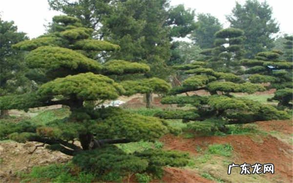 名贵盆景树种排行榜什么盆景名贵