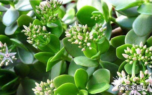 适合种玉树的花盆用深盆还是用浅盆