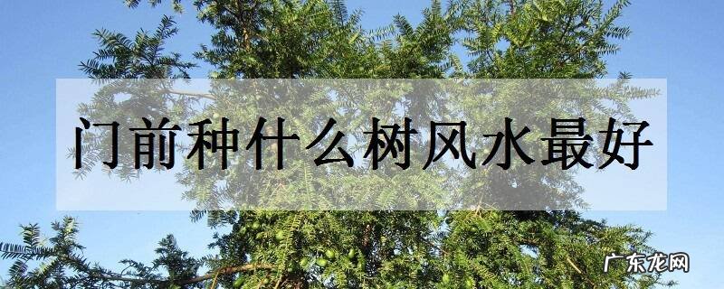 门前种什么树风水最好养什么树旺风水