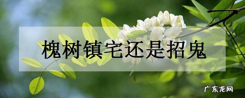 槐树镇宅还是招鬼家里养槐树好不好