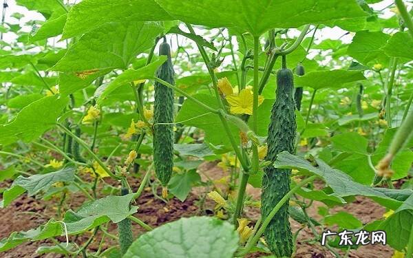 黄瓜降血压吗黄瓜有哪些功效