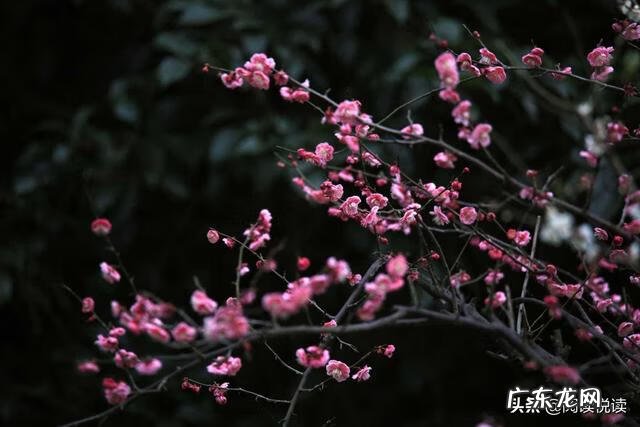 梅花放在家里风水好吗 风水中的梅花大地什么意思