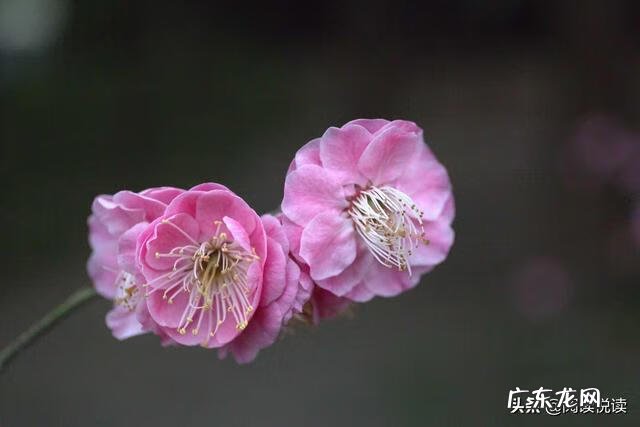 梅花放在家里风水好吗 风水中的梅花大地什么意思
