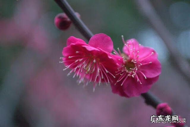 梅花放在家里风水好吗 风水中的梅花大地什么意思