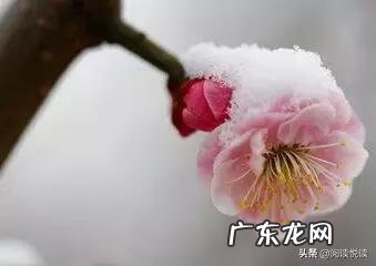 梅花放在家里风水好吗 风水中的梅花大地什么意思