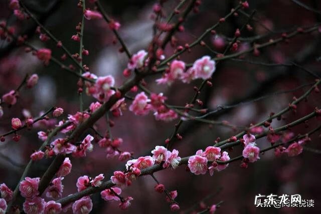 梅花放在家里风水好吗 风水中的梅花大地什么意思