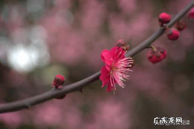 梅花放在家里风水好吗 风水中的梅花大地什么意思
