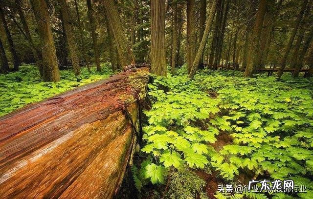 南山北水的房子风水 南山室内风水设计师