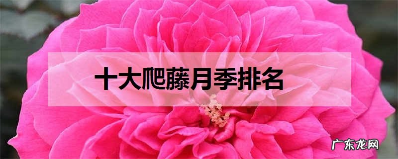 十大爬藤月季排名哪些月季最美