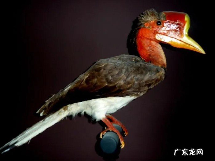 带你领略最好看的有机宝石 世界宝石排名大全