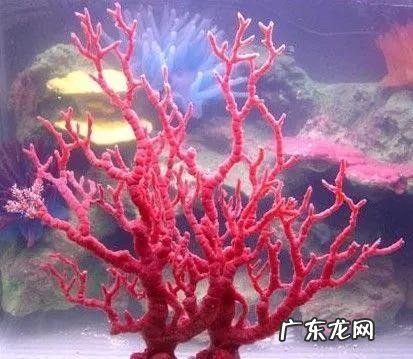 带你领略最好看的有机宝石 世界宝石排名大全