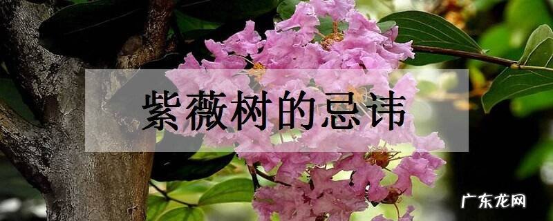 紫薇树的忌讳养护管理注意事项