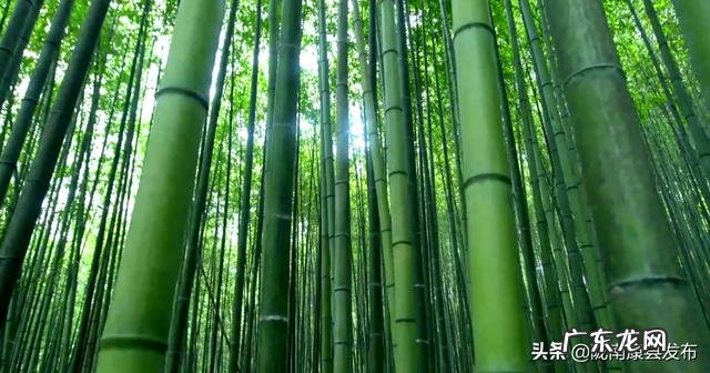 平原风水宝地 养老风水宝地清河