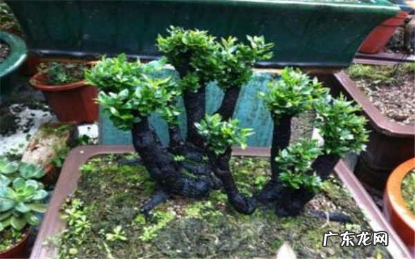 家里养黑骨茶风水好吗怎么养殖