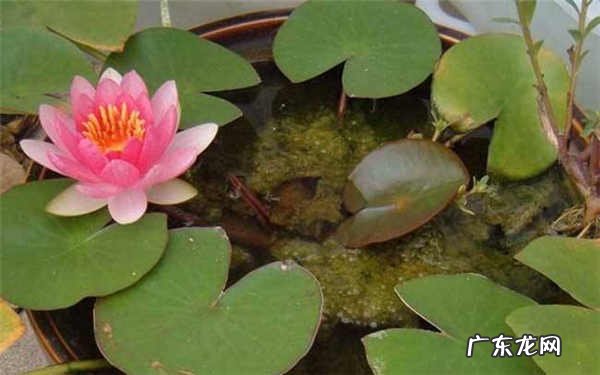 家庭水生植物有哪些常见的水生植物