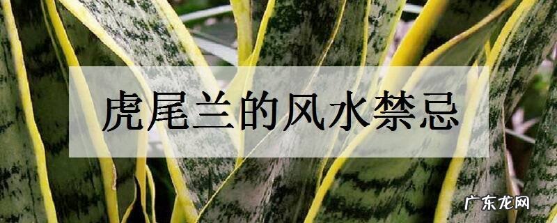 虎尾兰的风水禁忌不能摆放在哪里