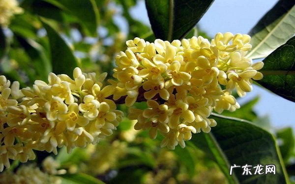 家里种桂花树吉利吗庭院种桂花好不好