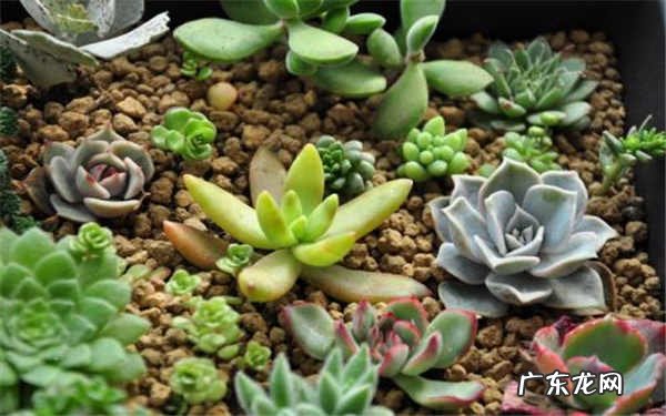 花团锦多肉如何养方法是什么