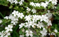 六月雪叶子干枯掉落怎么办原因及解决方法