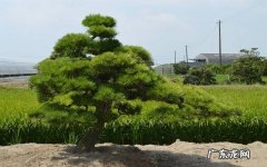 如何让黑松又矮又粗养护技巧有哪些