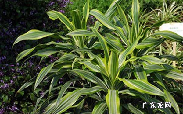 耐阴的客厅大型绿植客厅放什么植物好