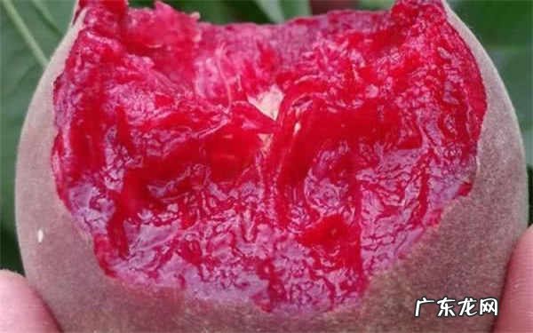 哪个品种的血桃好最好吃的血桃