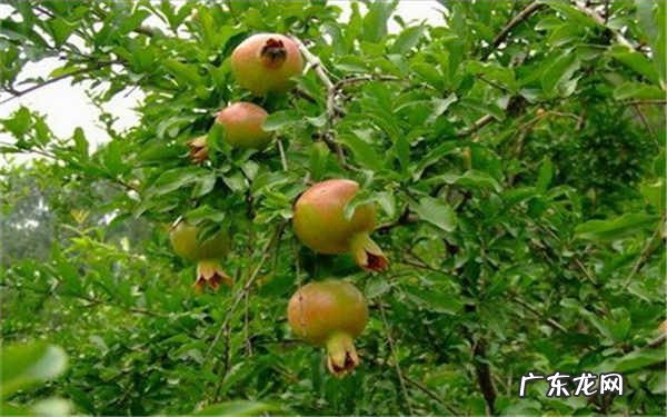 小石榴树怎么养方法是什么