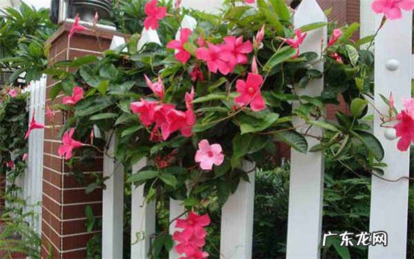 夏天有哪些花开怎么养护