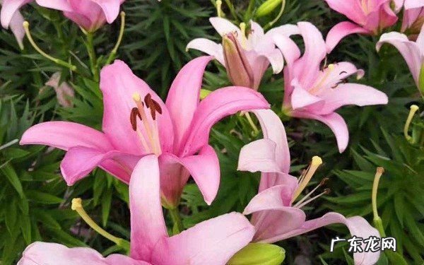 酸性花卉有哪些哪些植物喜欢酸性土壤